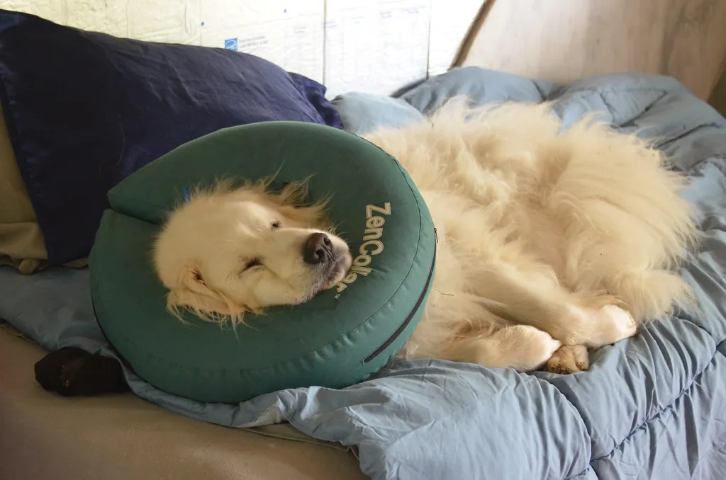 Perro descansando tranquilo durante su recuperación