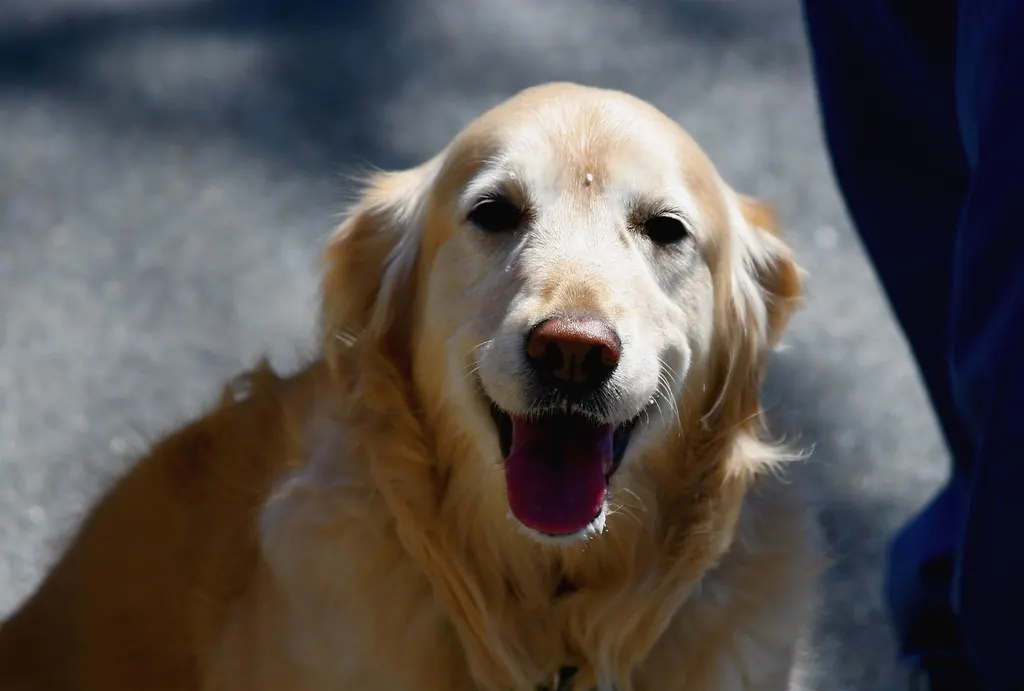 Perro golden retriever feliz, paciente de la veterinaria