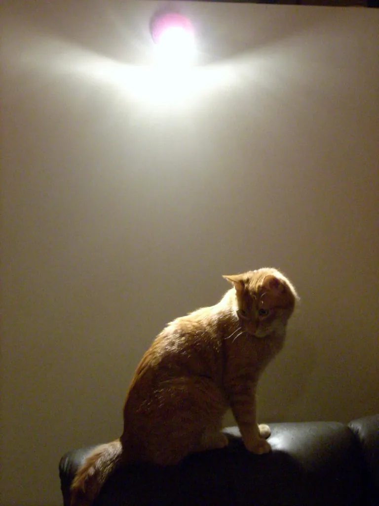 Gato naranja mirando a la cámara