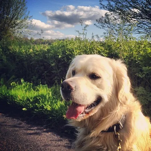 Golden retriever feliz al aire libre