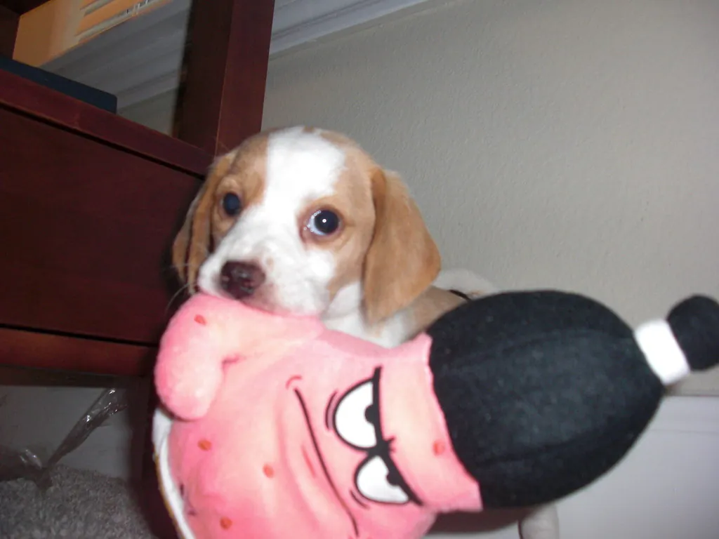 Cachorro beagle jugando