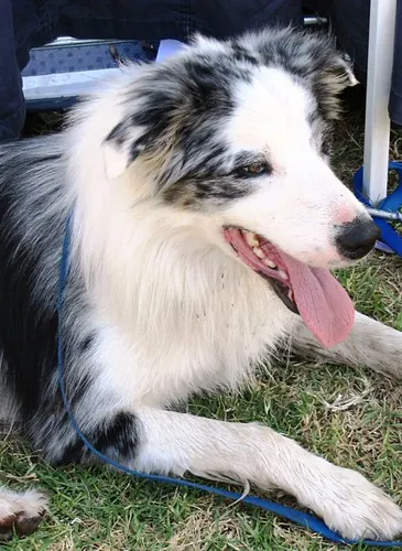 Perro pastor sonriendo en el pasto